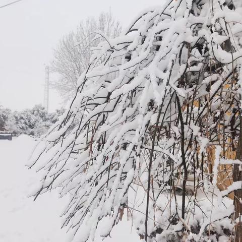 大雪满校园，铲雪暖人心——卫辉市唐庄镇公仆完全小学师生铲雪除冰实践活动纪实