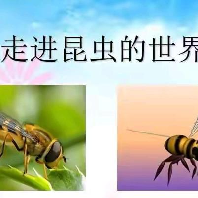 《昆虫记》读书分享（一）