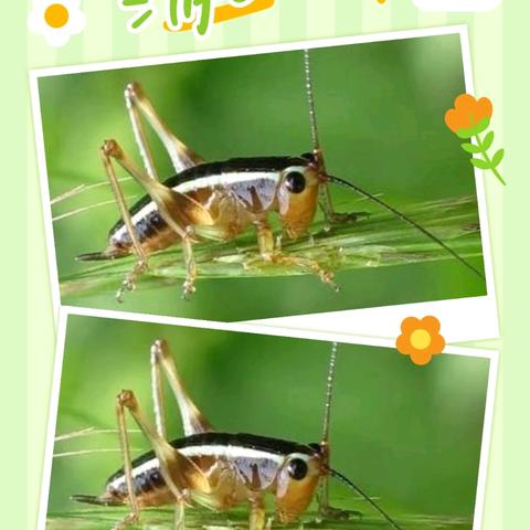 阅享自然读书会 《昆虫记》读书分享（七） 蝈蝈的故事