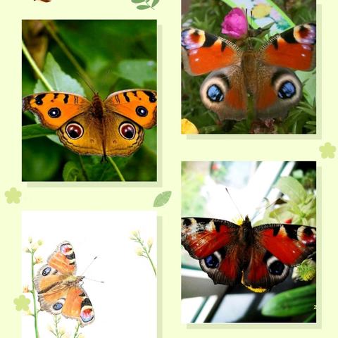 阅享自然读书会 《昆虫记》读书分享（十） 迷人的大孔雀蝶