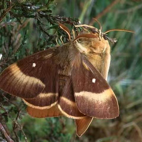 阅享自然读书会 《昆虫记》读书分享（十一） 小阔条纹蝶