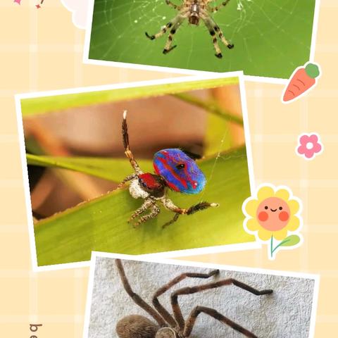 阅享自然读书会 《昆虫记》读书分享（十二） 蜘蛛的迁徙