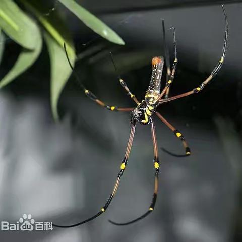阅享自然读书会 《昆虫记》读书分享（十五） 圆网蛛的电报线