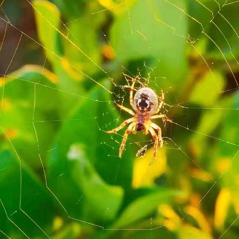 阅享自然读书会 《昆虫记》读书分享（十七） 圆网蛛的交配与捕猎