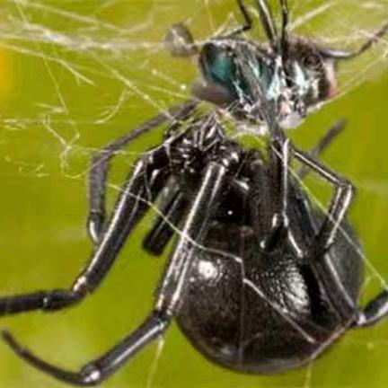 阅享自然读书会 《昆虫记》读书分享（十八） 不凡的迷宫漏斗蛛