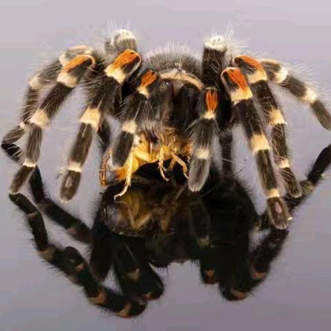 阅享自然读书会 《昆虫记》读书分享（十九） “恶毒女神”克罗多蛛