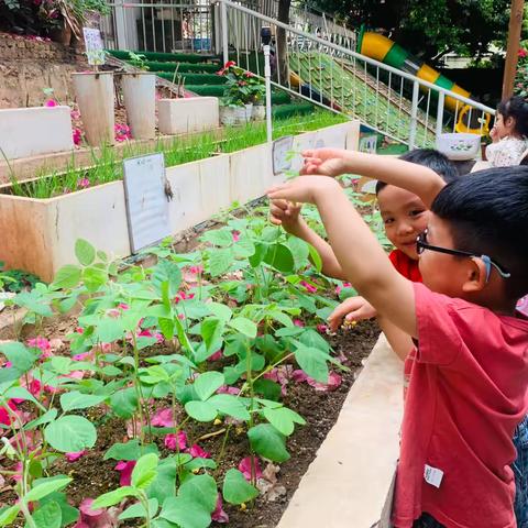 清秀雅乐园中二班种植记——“豆来豆趣”