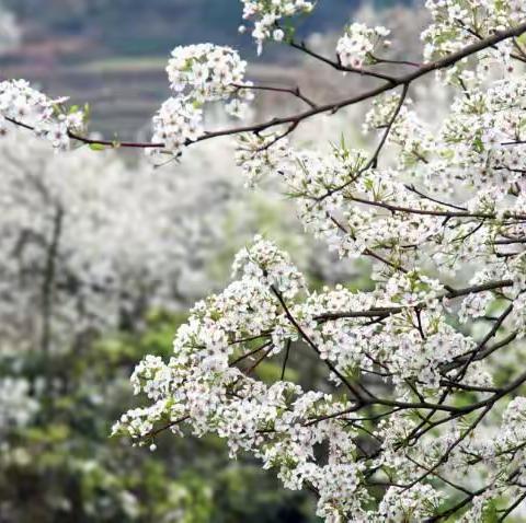 深耕细研踏歌行，学区教研谱新篇——隆林各族自治县初中第一学区开展2024年中考备考教研活动