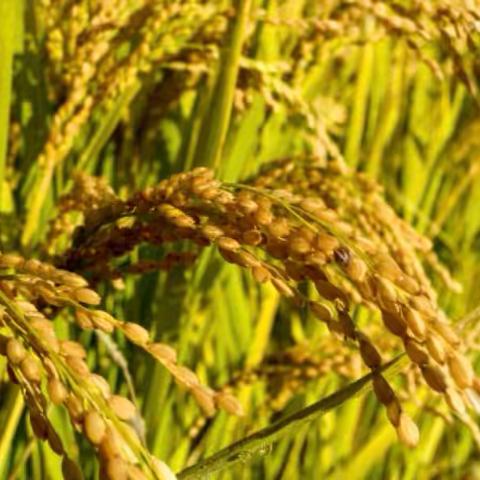 金秋时节，丰收喜悦