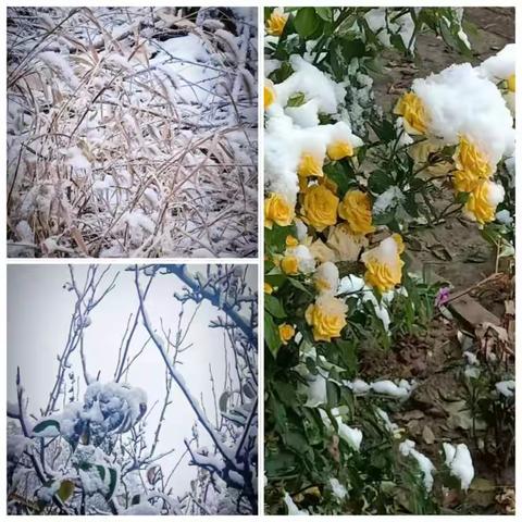 “趣玩雪天，快乐无限”——马兰明德小学四2班戏雪活动