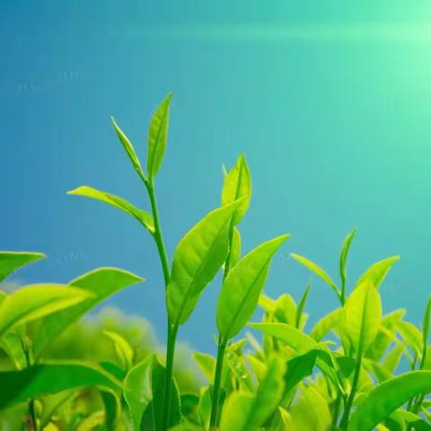 多彩课堂——茶艺