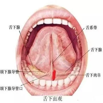 天凉了，重视瘀血体质，舌底问题自测！