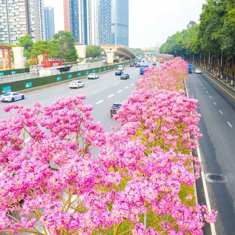 北环大道紫花风铃木花团锦簇，如约而至