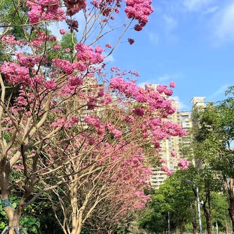 暖冬童趣，亲子同行 ‍——中一班户外亲子活动