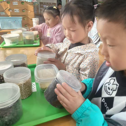 邹平市韩店镇中心幼儿园中四班班本课程——《种子芽宝宝》