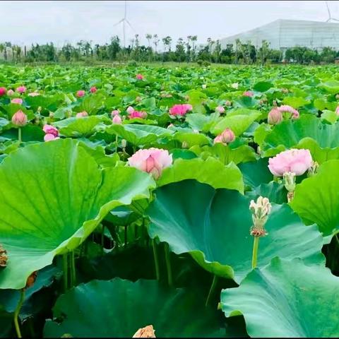 业精于勤（王淑萱）的简篇