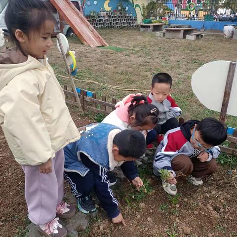 童心探自然、邂逅落花生——沙沟镇中心幼儿园大一班我的花生日记