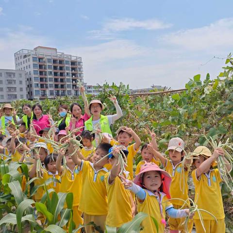 小二班乡村实践活动——趣寻豆角