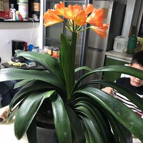 一盆茂盛的植物                          李姝瑶    五年级    13岁