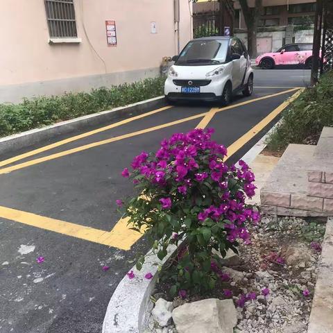 一株漂亮的植物