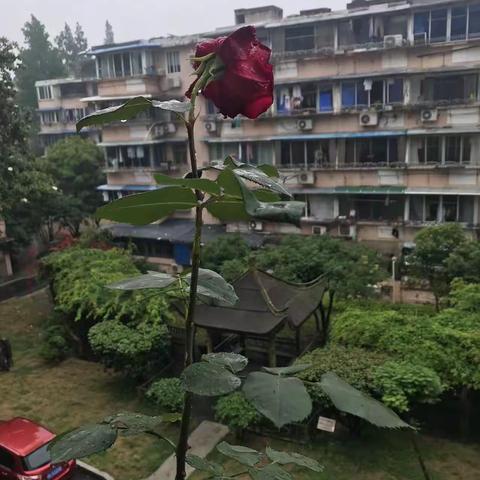 一株美丽的植物
