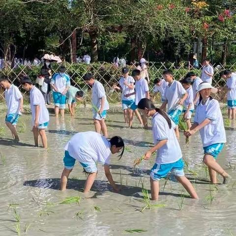 海南中学三亚学校  初二16班 水稻公园研学之旅