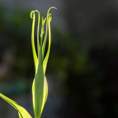 【花卉摄影】光影下的嘉兰