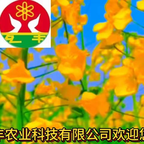 种下颗颗油菜种，收获五彩斑斓的梦