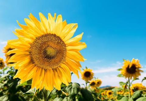 “暑”我充实，迎接挑战