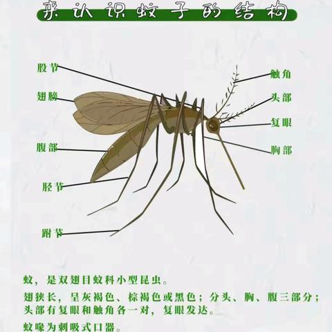 大有“蚊”章 固镇县实验幼儿园 恒大分园中三班