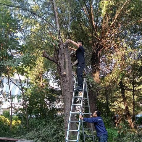 修剪树木除隐患 美化校园筑平安