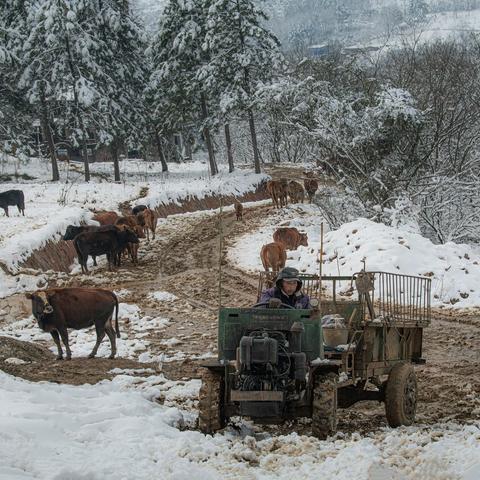 雪中牧牛