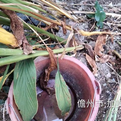 那大镇大同社区居委会开展加强防蚊灭蚊预防登革热活动