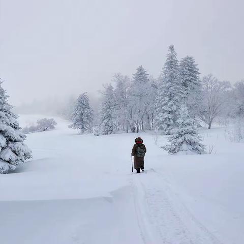 【秋枫】到雪岭去看雪