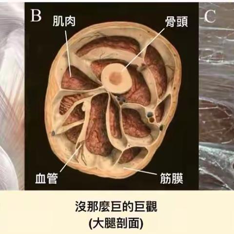 筋膜刀技术