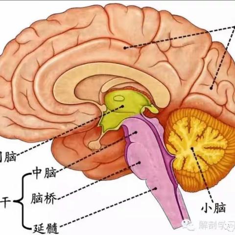 脑干：大脑的“地下城主”，揭秘你不知道的秘密