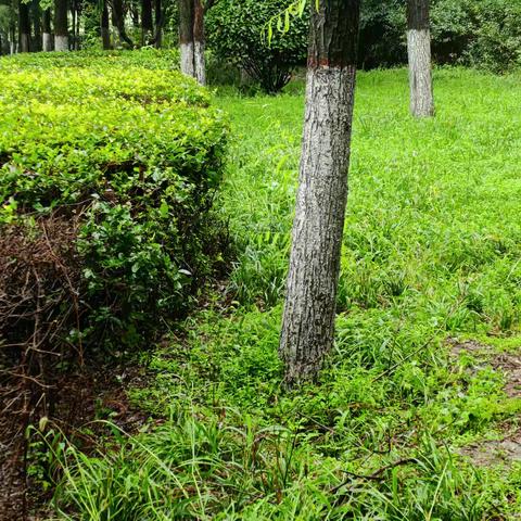 冒雨除“蜂”患 救援暖民心