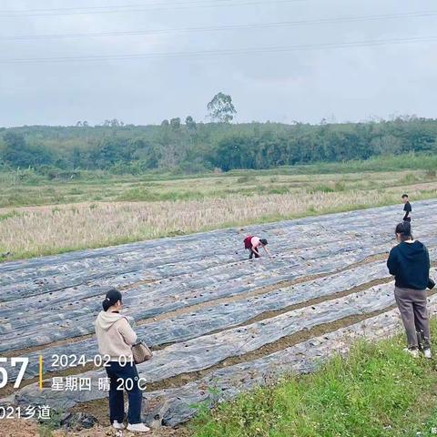 儋州市农林科学院深入田间地头开展春耕指导等工作