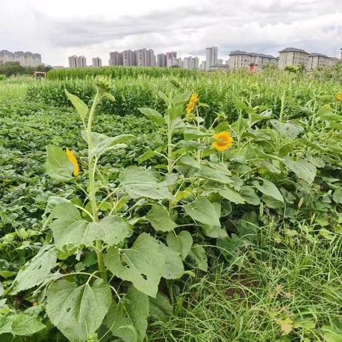 与大地贴得更近，看天空才会更远 ——开封市集英小学二（5）班社会实践活动