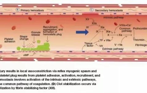 检验科新项目   凝血因子八项检测
