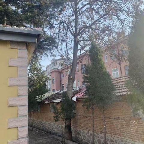 【绣水街社区】树木倾斜存隐患，社区助力保平安