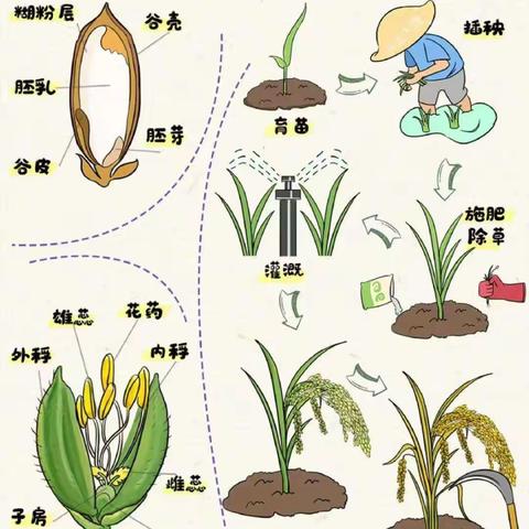 《一起“趣”插秧吧》——艾斯幼儿园大班组亲子春游活动