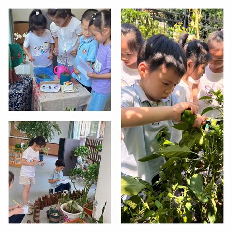 🌱追随儿童.遇见课程🌱——宝圣湖幼儿园课程故事比赛