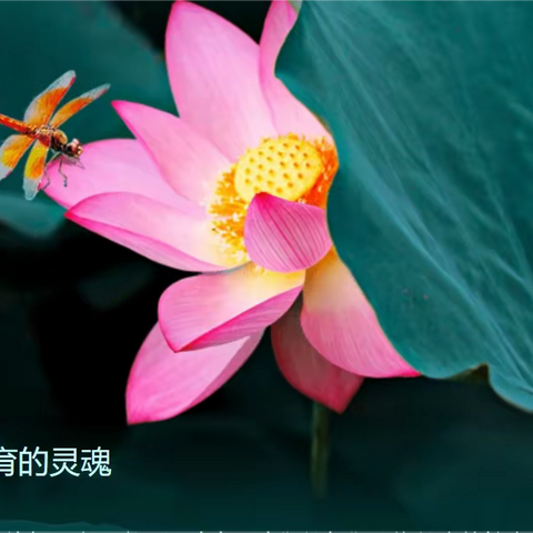 玉儿的文章
