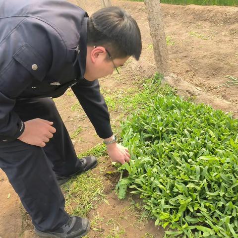 胶州市中云派出所深入辖区村社开展禁种铲毒踏查活动