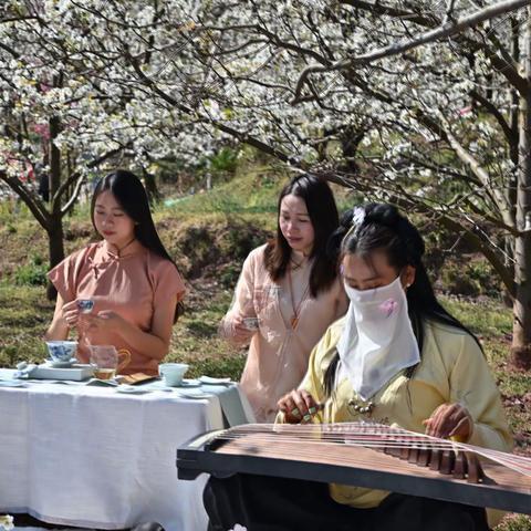 万亩梨花开，茶香悠然来