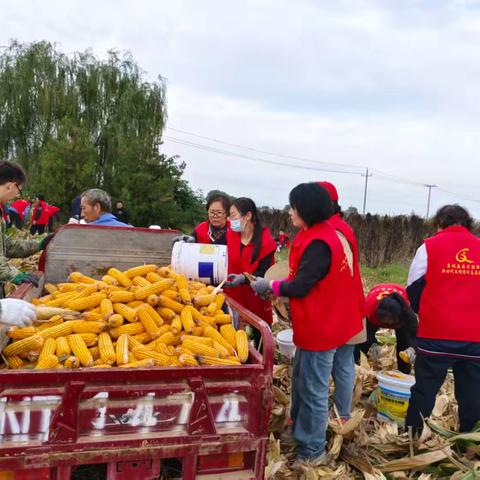 秋收帮扶解民忧 助农增收暖人心