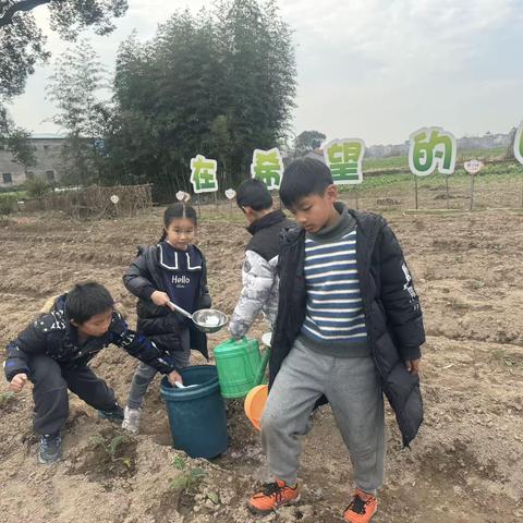 “小菜苗”我们来给你浇水了−−巨化三小三（4）班农事实践