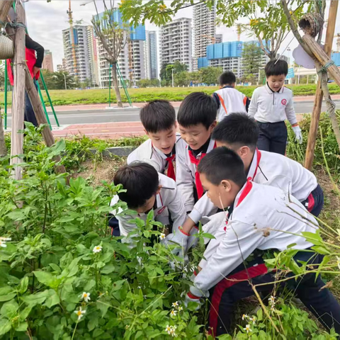 拔除杂草，“绿” 动我心—— 岐江实验小学三四年级开展护绿志愿活动