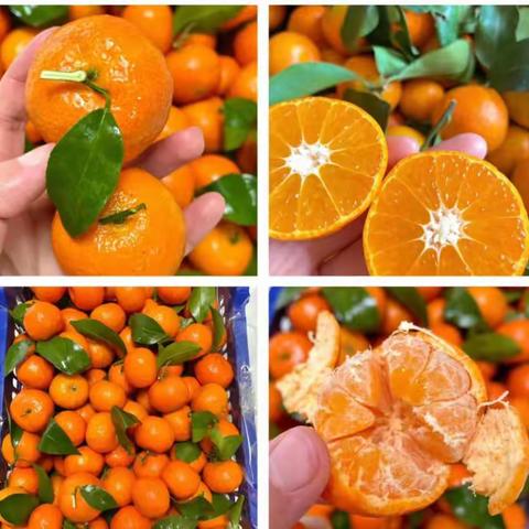 我与砂糖橘的奥妙